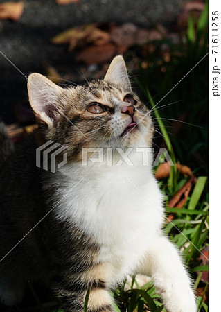 かわいいキジトラ白の野良猫仔猫の写真素材