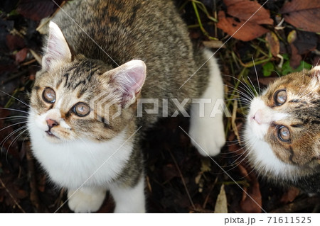 上を見上げる可愛い野良猫の兄弟 上を見上げる可愛い野良猫の兄弟 71611525