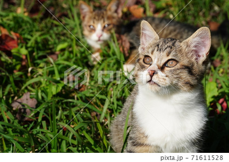 上を見上げる可愛い野良猫の兄弟 上を見上げる可愛い野良猫の兄弟 71611528