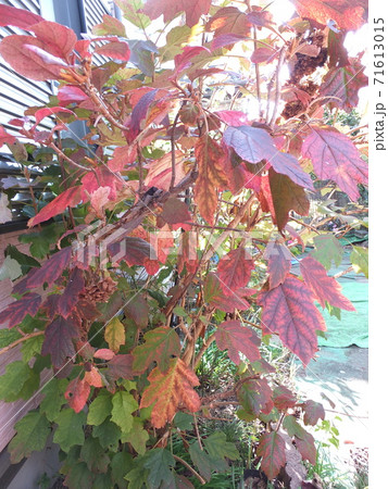 秋 紅葉した柏葉紫陽花の葉の写真素材