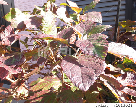秋 紅葉した柏葉紫陽花の葉の写真素材