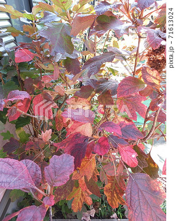 秋 紅葉した柏葉紫陽花の葉の写真素材