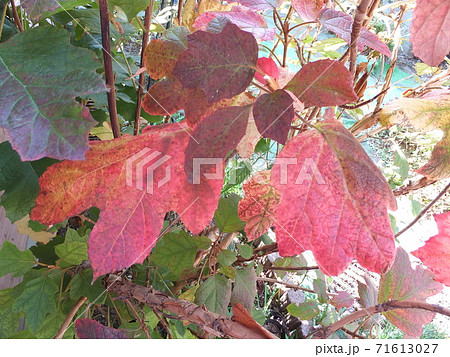 秋 紅葉した柏葉紫陽花の葉 秋 紅葉した柏葉紫陽花の葉 71613027