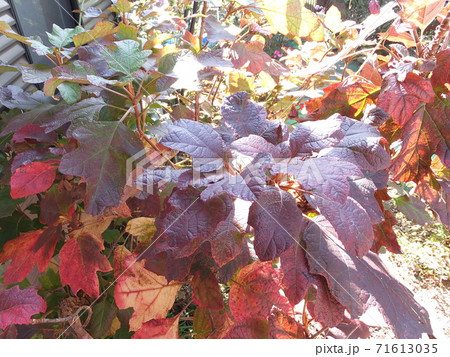 秋 紅葉した柏葉紫陽花の葉 秋 紅葉した柏葉紫陽花の葉 71613035