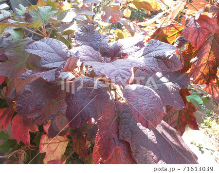 秋 紅葉した柏葉紫陽花の葉 秋 紅葉した柏葉紫陽花の葉 71613039
