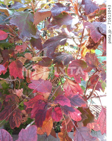 秋 紅葉した柏葉紫陽花の葉の写真素材 秋 紅葉した柏葉紫陽花の葉の写真素材