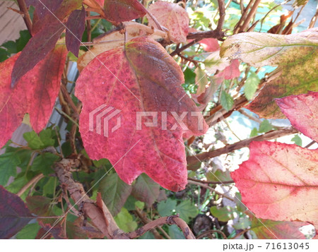 秋 紅葉した柏葉紫陽花の葉の写真素材