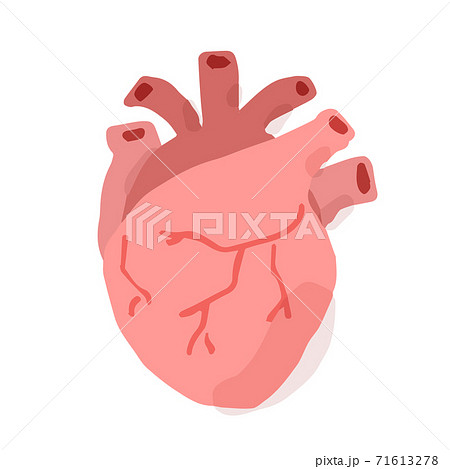 Human heart; Hand drawn vector illustration like woodblock print Human heart; Hand drawn vector illustration like woodblock print 71613278