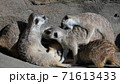 戯れるミーアキャット 71613433