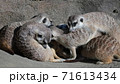 戯れるミーアキャット 71613434