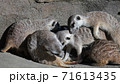 戯れるミーアキャット 71613435
