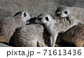 戯れるミーアキャット 71613436