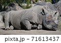 休憩中のヒガシクロサイ 71613437