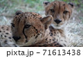 2頭のチーター 71613438