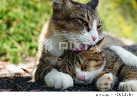 我が子を抱きしめて毛ずくろいする母野良猫 71613567