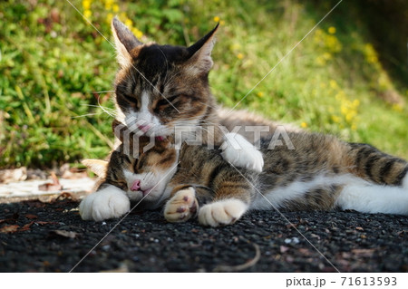 我が子を抱きしめて毛ずくろいする母野良猫 71613593