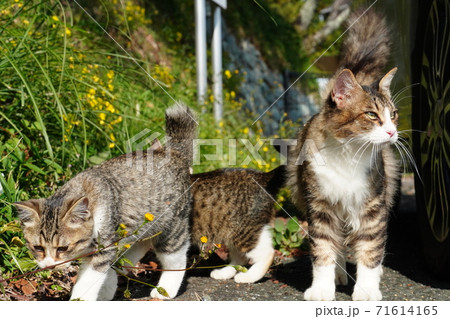 ゆゅたりくつろぐ野良猫の親子 ゆゅたりくつろぐ野良猫の親子 71614165