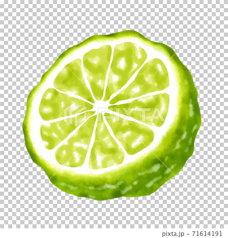 水彩イラスト ベルガモットのイラスト素材 水彩イラスト ベルガモットのイラスト素材