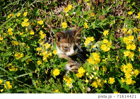 黄色い小花に囲まれたかわいい野良猫の子猫 71614421