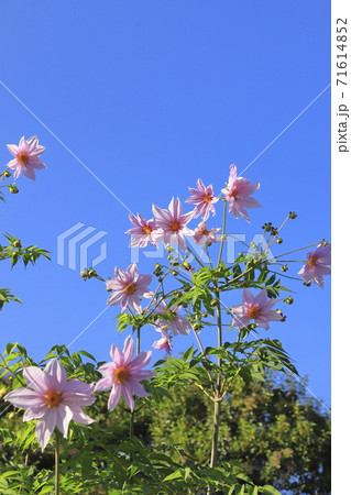 満開の皇帝ダリア 71614852