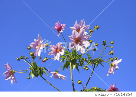 満開の皇帝ダリア 71614854