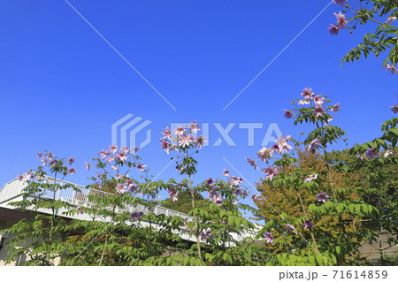 満開の皇帝ダリア 71614859