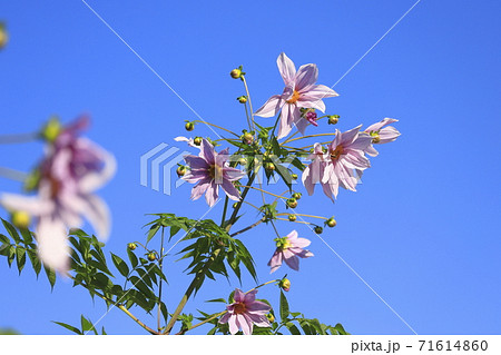 満開の皇帝ダリア　 71614860