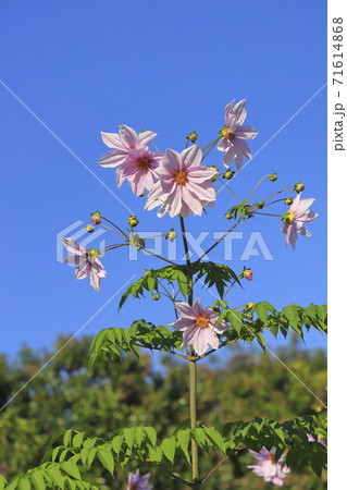 満開の皇帝ダリア　 71614868