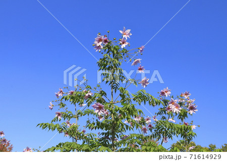 満開の皇帝ダリア 満開の皇帝ダリア 71614929