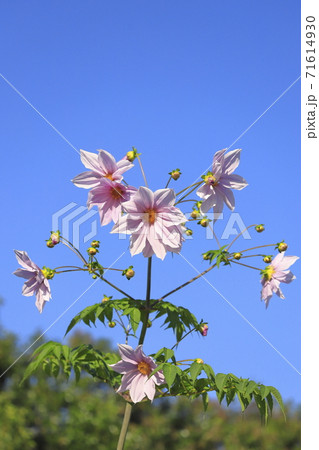 満開の皇帝ダリア　　 71614930