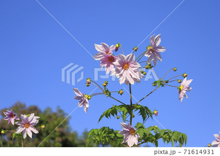 満開の皇帝ダリア　　 71614931