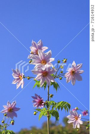 満開の皇帝ダリア　　 71614932