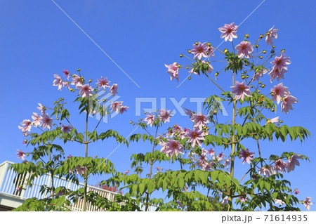 満開の皇帝ダリア　　 71614935