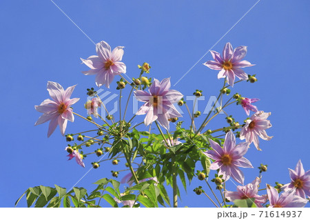 満開の皇帝ダリア　　 71614937