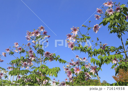 満開の皇帝ダリア　　 71614938