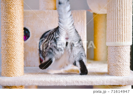 いたずら中の猫のお尻 71614947