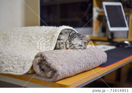 猫とデスクワーク 71614951