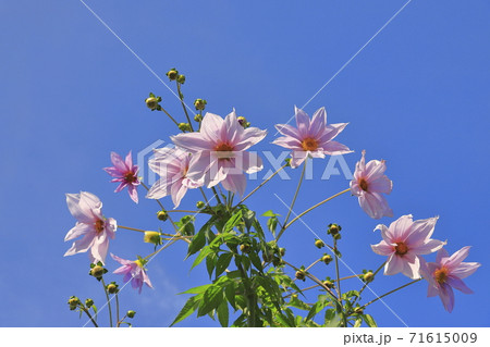 満開の皇帝ダリア　　  71615009