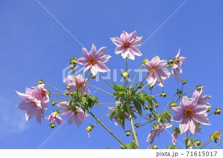 満開の皇帝ダリア　　  71615017