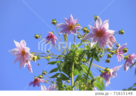 満開の皇帝ダリア　  71615149