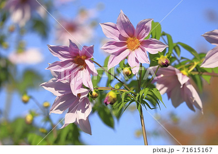 満開の皇帝ダリア　  71615167