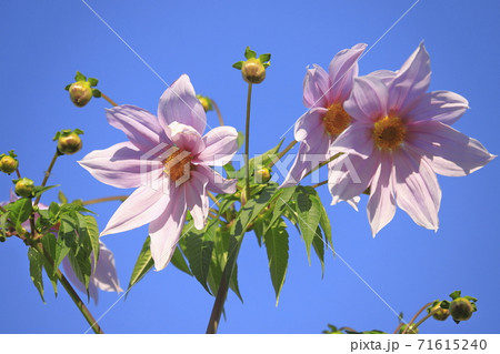 満開の皇帝ダリア　   71615240