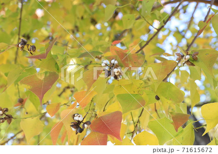 ナンキンハゼ 71615672