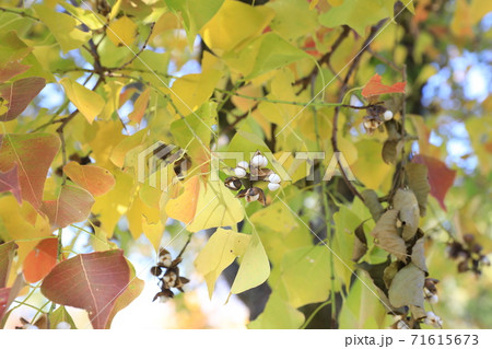 ナンキンハゼ 71615673