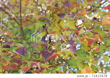 ナンキンハゼ 71615676