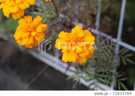 秋の花壇に咲くマリーゴールドの花 秋の花壇に咲くマリーゴールドの花 71615704