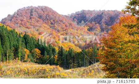 針葉樹の緑と広葉樹の紅葉 秋田県 針葉樹の緑と広葉樹の紅葉 秋田県 71615705