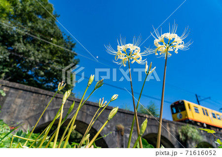 三重県いなべ市 北勢線のめがね橋を通り過ぎる黄色い電車と白い彼岸花 三重県いなべ市 北勢線のめがね橋を通り過ぎる黄色い電車と白い彼岸花 71616052