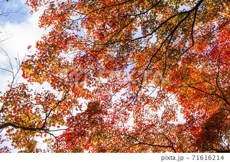 真っ赤な紅葉 真っ赤な紅葉 71616214