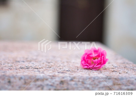 牡丹の花　一輪でも風情がある 71616309
